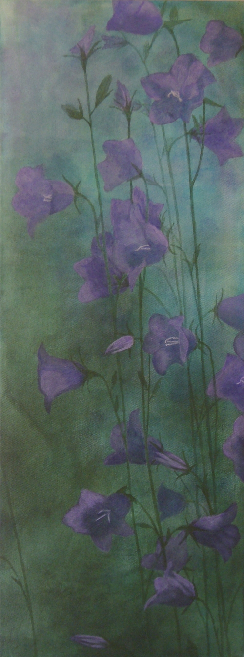 campanula