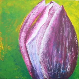 tulpe